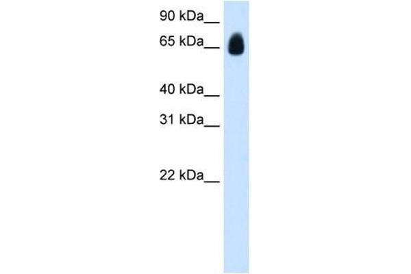 TRIM32 anticorps  (C-Term)