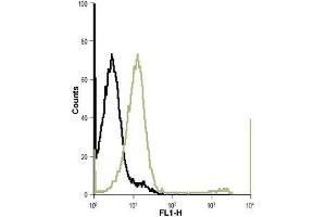 Cell surface detection of Kir7. (KCNJ13 anticorps  (Extracellular Loop))