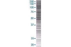 BYSL transfected lysate. (BYSL 293T Cell Transient Overexpression Lysate(Denatured))