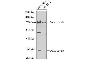 Western blot analysis of extracts of various cell lines, using Osteopontin antibody (ABIN6132293, ABIN6148377, ABIN6148379 and ABIN6218289) at 1:1000 dilution. (Osteopontin anticorps  (AA 106-205))