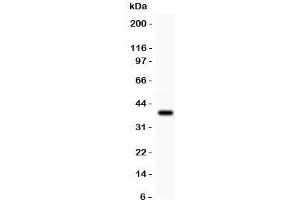 Western blot testing of Crk antibody and recombinant human protein (0. (Crk anticorps  (AA 2-246))