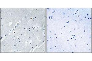 Immunohistochemistry analysis of paraffin-embedded human brain tissue, using Histone H2B Antibody. (Histone H2B anticorps  (AA 1-50))