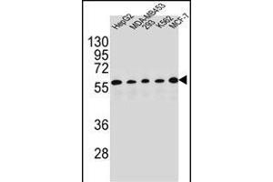 X1 Antibody (C-term) (ABIN654415 and ABIN2844152) western blot analysis in HepG2,MDA-M,293,K562,MCF-7 cell line lysates (35 μg/lane). (PAX1 anticorps  (C-Term))
