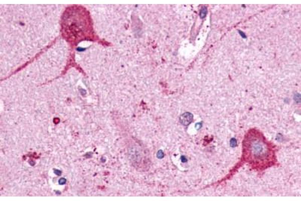 OPN3 anticorps  (C-Term)