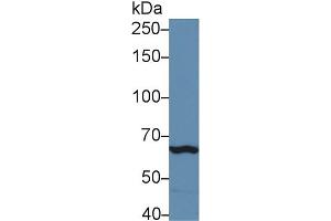 Western Blot; Sample: Mouse Spleen lysate; Primary Ab: 5µg/ml Rabbit Anti-Mouse TLR3 Antibody Second Ab: 0. (TLR3 anticorps  (AA 727-905))