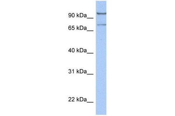 LCMT2 anticorps  (C-Term)