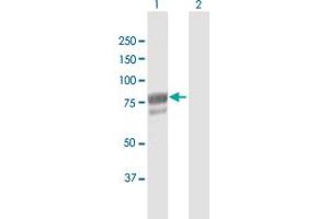 Western Blot analysis of DHX58 expression in transfected 293T cell line by DHX58 MaxPab polyclonal antibody. (DHX58 anticorps  (AA 1-678))
