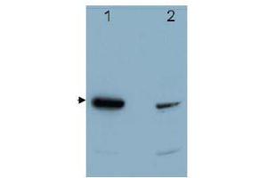 Image no. 1 for anti-Programmed Cell Death 4 (PDCD4) (C-Term) antibody (ABIN318336) (PDCD4 anticorps  (C-Term))
