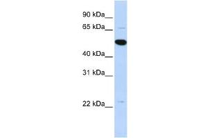Western Blotting (WB) image for anti-rho GTPase Activating Protein 36 (ARHGAP36) antibody (ABIN2459574) (ARHGAP36 anticorps)