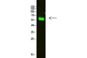 Western Blot analysis of HELA cells using primary antibody diluted at 1:2000 (4 °C overnight). (OASL anticorps  (AA 1-50))