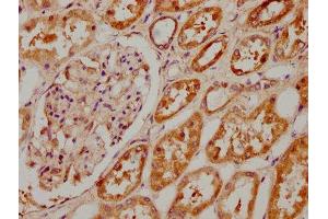 IHC image of ABIN7148842 diluted at 1:400 and staining in paraffin-embedded human kidney tissue performed on a Leica BondTM system. (CDK1 anticorps  (AA 9-101))