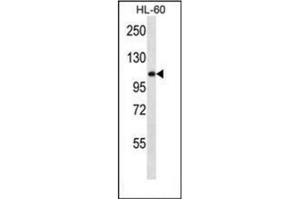 AGLU anticorps  (N-Term)