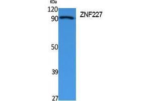 Western Blotting (WB) image for anti-Zinc Finger Protein 227 (ZNF227) (Internal Region) antibody (ABIN3178116) (ZNF227 anticorps  (Internal Region))