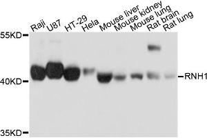 Western blot analysis of extracts of various cell lines, using RNH1 antibody (ABIN5972239) at 1/1000 dilution. (RNH1 anticorps)
