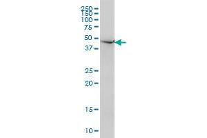 Western Blotting (WB) image for anti-Necdin Homolog (Mouse) (NDN) (AA 222-321) antibody (ABIN518218)