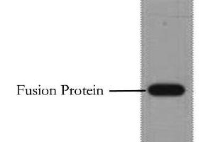 Western Blot analysis of 1 μg Flag fusion protein using Flag-Tag Monoclonal Antibody at dilution of 1:10000. (DYKDDDDK Tag anticorps)