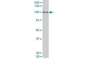 Western Blotting (WB) image for anti-Exocyst Complex Component 4 (EXOC4) (AA 1-109) antibody (ABIN528409)