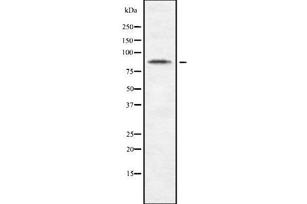 CDH10 anticorps  (C-Term)