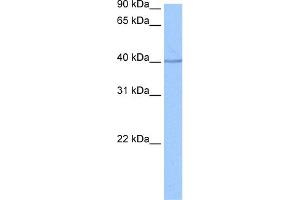 WB Suggested Anti-SP6 Antibody Titration:  0. (SP6 anticorps  (C-Term))