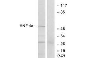 Western blot analysis of extracts from HT-29 cells, using HNF4 alpha (Ab-313) Antibody. (HNF4A anticorps  (AA 280-329))