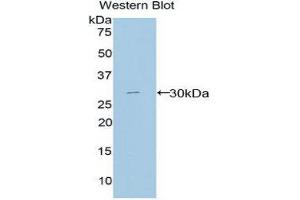 Western Blotting (WB) image for anti-Macrophage Expressed Gene 1 (MPEG1) (AA 170-412) antibody (ABIN1859870) (MPEG1 anticorps  (AA 170-412))