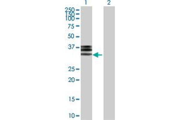 Hemopexin anticorps  (AA 1-254)