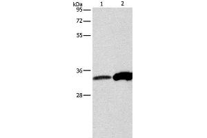 Western Blot analysis of Raw264. (Annexin IV anticorps)
