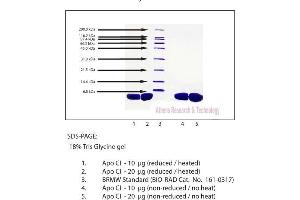 Gel Scan of Apolipoprotein CI, Human Plasma  This information is representative of the product ART prepares, but is not lot specific. (APOC1 Protéine)