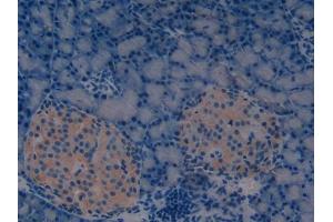 IHC-P analysis of Rat Pancreas Tissue, with DAB staining. (REG3g anticorps  (AA 33-147))