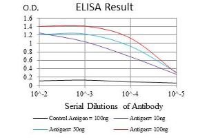 Image no. 1 for anti-V-Raf-1 Murine Leukemia Viral Oncogene Homolog 1 (RAF1) antibody (ABIN1500583) (RAF1 anticorps)