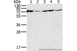 Western blot analysis of 293T, PC3, hela, Jurkat and Raji cell, using NDUFS1 Polyclonal Antibody at dilution of 1:650 (NDUFS1 anticorps)