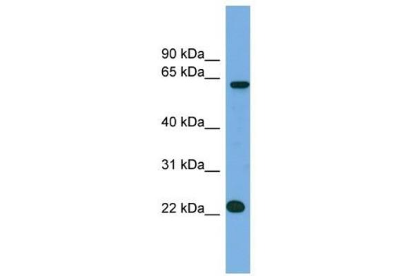 C21ORF45 anticorps  (N-Term)