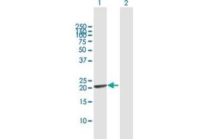 Western Blot analysis of GINS1 expression in transfected 293T cell line by GINS1 MaxPab polyclonal antibody. (GINS1 anticorps  (AA 1-196))