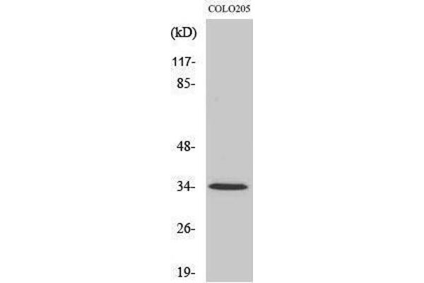 OR5P3 anticorps  (Internal Region)