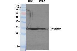 Western Blotting (WB) image for anti-Syntaxin 1A (Brain) (STX1A) (Tyr1328) antibody (ABIN6280126) (STX1A anticorps  (Tyr1328))