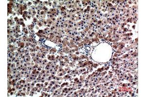 Immunohistochemistry (IHC) analysis of paraffin-embedded Rat Liver, antibody was diluted at 1:100. (FGL1 anticorps  (Internal Region))
