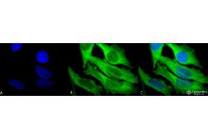 Immunocytochemistry/Immunofluorescence analysis using Rabbit Anti-Hsp27 Polyclonal Antibody . (HSP27 anticorps  (HRP))