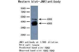 Western Blotting (WB) image for anti-Mitogen-Activated Protein Kinase 8 (MAPK8) antibody (ABIN1873630) (JNK anticorps)