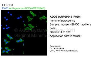 Image no. 1 for anti-Adducin 3 (Gamma) (ADD3) (C-Term) antibody (ABIN786068) (ADD3 anticorps  (C-Term))
