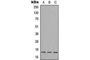 Western blot analysis of BAX expression in HeLa (A), Raw264. (BAX anticorps  (N-Term))