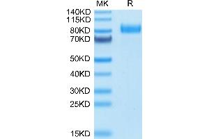 HHLA2 Protein (AA 23-344) (Fc Tag)