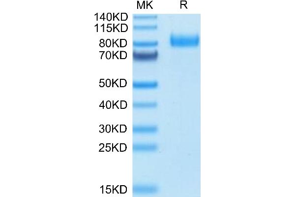 HHLA2 Protein (AA 23-344) (Fc Tag)