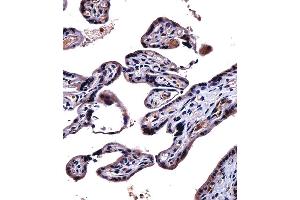 IL9R Antibody immunohistochemistry analysis in formalin fixed and paraffin embedded human placenta tissue followed by peroxidase conjugation of the secondary antibody and DAB staining. (IL-9 anticorps  (AA 170-199))