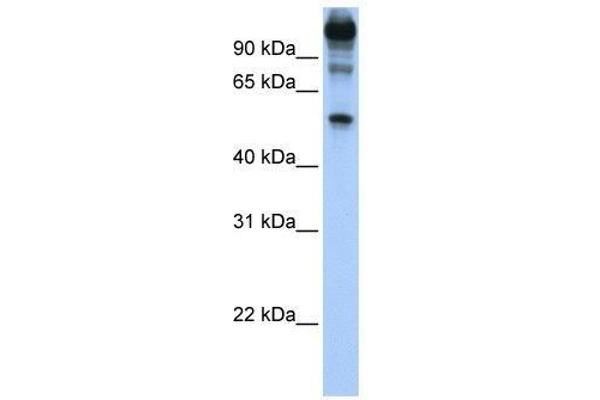 FEZF1 anticorps  (C-Term)