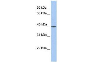 KLK-BL4 antibody used at 1 ug/ml to detect target protein. (KLK-BL4 (C-Term) anticorps)