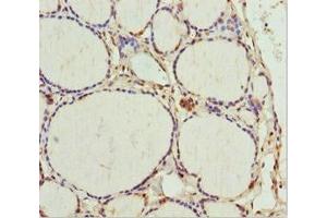 Immunohistochemistry of paraffin-embedded human thyroid tissue using ABIN7172703 at dilution of 1:100 (TAF9 anticorps  (AA 1-264))