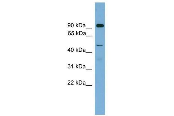 ZFY2 anticorps  (Middle Region)