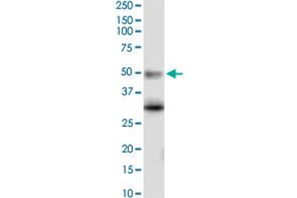 Serotonin Receptor 5A anticorps  (AA 223-282)