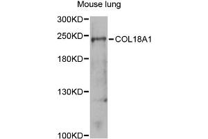 Western blot analysis of extracts of mouse lung, using COL18A1 antibody (ABIN5970861) at 1/1000 dilution. (COL18A1 anticorps)
