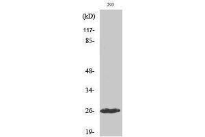 Western Blotting (WB) image for anti-C1r LC (cleaved), (Ile464) antibody (ABIN3180417) (C1r LC (cleaved), (Ile464) anticorps)